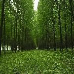 ��Ӱ����