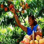 ��Ӱ����