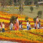 ��Ӱ����