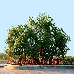 ��Ӱ����