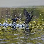 ��Ӱ����