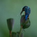 ��Ӱ����