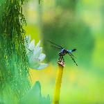 ��Ӱ����